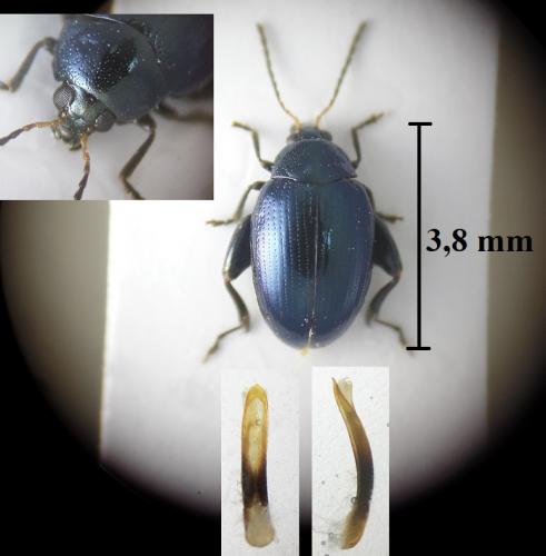 Psylliodes dulcamarae